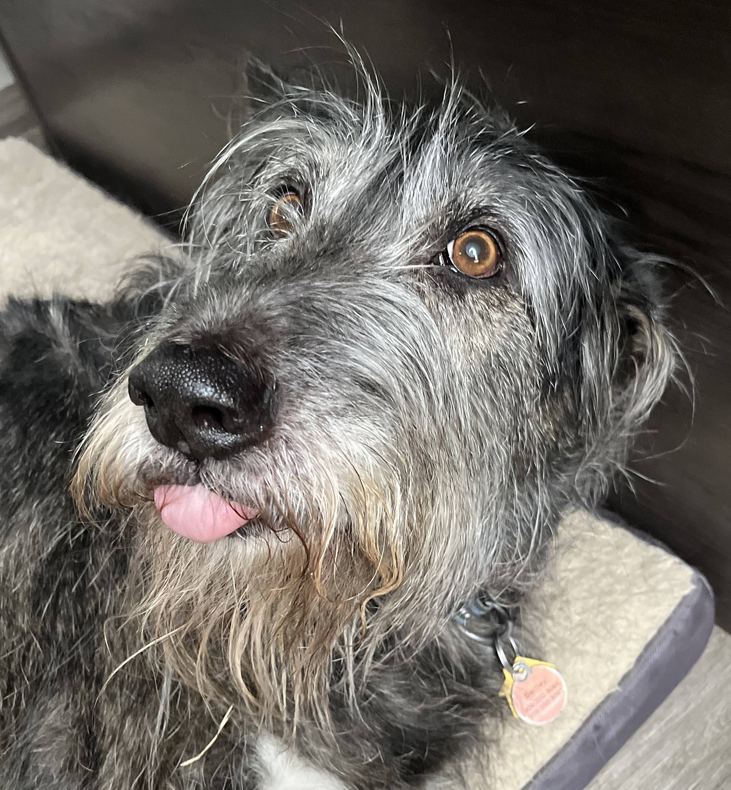 Barney — Shop Supervisor & Morale Officer