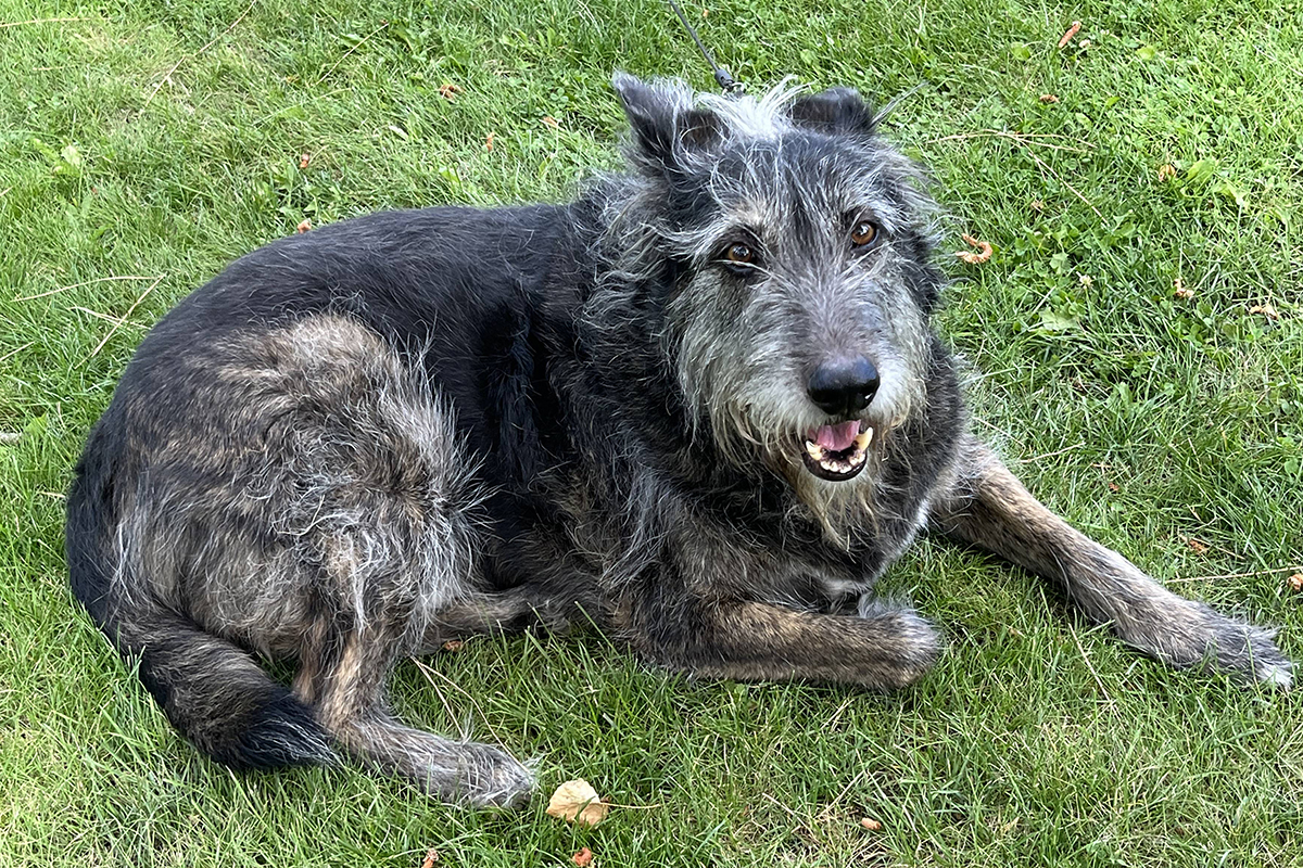 team-barney-snapshot